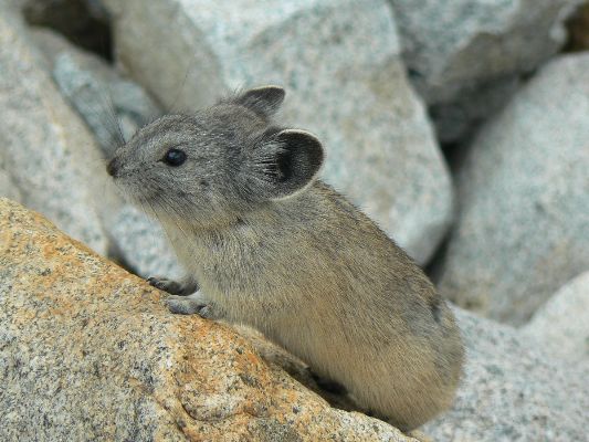 I'm a Pika of the Sierra, and I approve these trip reports